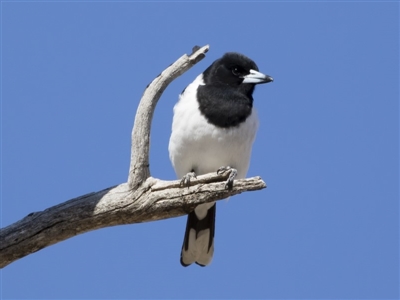 Cracticus nigrogularis (Pied Butcherbird) at Michelago, NSW - 2 Aug 2019 by Illilanga