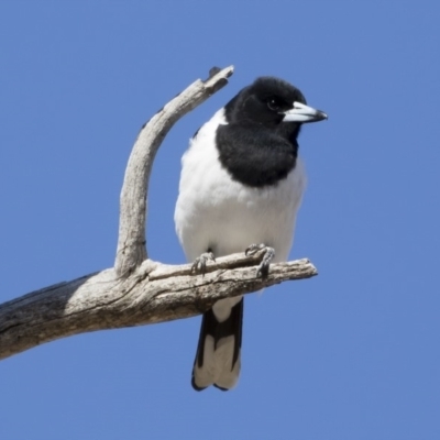 Cracticus nigrogularis (Pied Butcherbird) at Illilanga & Baroona - 2 Aug 2019 by Illilanga