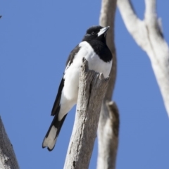 Cracticus nigrogularis at Michelago, NSW - 2 Aug 2019 11:50 AM