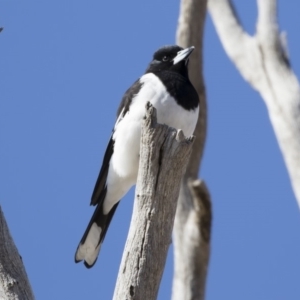 Cracticus nigrogularis at Michelago, NSW - 2 Aug 2019 11:50 AM