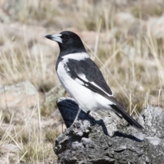 Cracticus nigrogularis at Michelago, NSW - 2 Aug 2019 11:50 AM