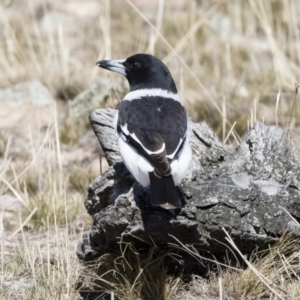 Cracticus nigrogularis at Michelago, NSW - 2 Aug 2019 11:50 AM