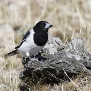 Cracticus nigrogularis at Michelago, NSW - 2 Aug 2019 11:50 AM