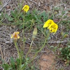 Goodenia pinnatifida (Scrambled Eggs) at Mulanggari Grasslands - 24 Oct 2018 by JanetRussell