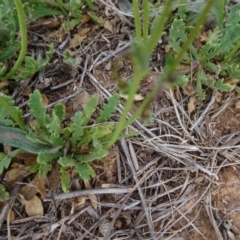 Goodenia pinnatifida at Franklin, ACT - 25 Oct 2018