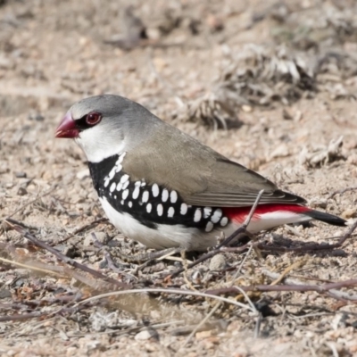 Stagonopleura guttata (Diamond Firetail) at Illilanga & Baroona - 4 Aug 2019 by Illilanga