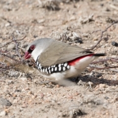 Stagonopleura guttata at Michelago, NSW - 4 Aug 2019