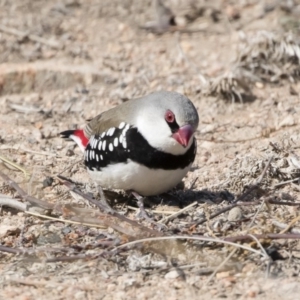 Stagonopleura guttata at Michelago, NSW - 4 Aug 2019