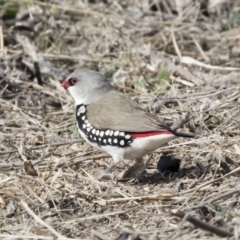 Stagonopleura guttata at Michelago, NSW - 4 Aug 2019