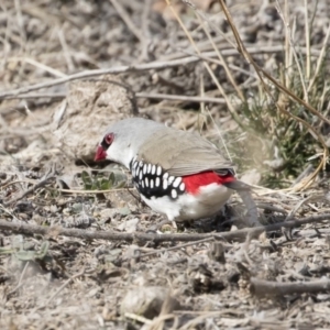 Stagonopleura guttata at Michelago, NSW - 4 Aug 2019