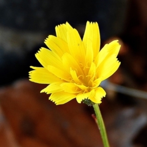 Microseris walteri at Crooked Corner, NSW - 2 Aug 2019 03:29 PM