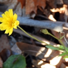 Microseris walteri at Crooked Corner, NSW - 2 Aug 2019