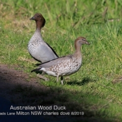 Chenonetta jubata (Australian Wood Duck) at Milton, NSW - 1 Aug 2019 by Charles Dove