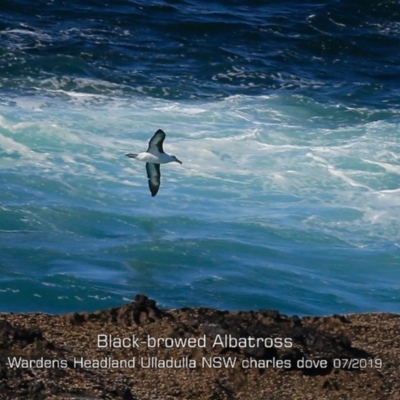 Thalassarche melanophris (Black-browed Albatross) at Ulladulla, NSW - 30 Jul 2019 by CharlesDove