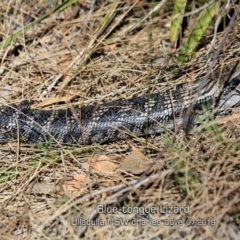 Tiliqua scincoides scincoides (Eastern Blue-tongue) at Ulladulla - Warden Head Bushcare - 30 Jul 2019 by CharlesDove