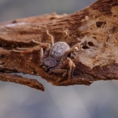 Isopedella sp. (genus) (Isopedella huntsman) at Kama - 31 Jul 2019 by Kurt