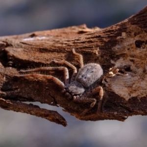 Isopedella sp. (genus) at Molonglo River Reserve - 31 Jul 2019