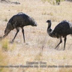 Dromaius novaehollandiae (Emu) at Saint George, NSW - 31 Jul 2019 by Charles Dove