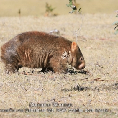 Vombatus ursinus (Common wombat, Bare-nosed Wombat) at Sassafras, NSW - 31 Jul 2019 by Charles Dove