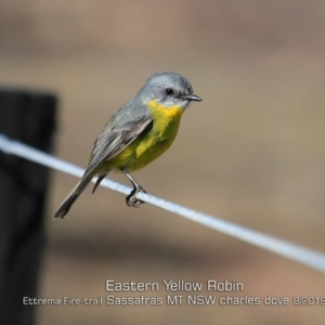 Eopsaltria australis at Saint George, NSW - 1 Aug 2019