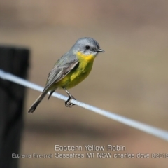 Eopsaltria australis (Eastern Yellow Robin) at Saint George, NSW - 31 Jul 2019 by Charles Dove