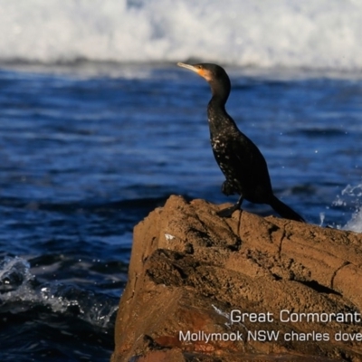 Phalacrocorax carbo (Great Cormorant) at Mollymook, NSW - 30 Jul 2019 by CharlesDove