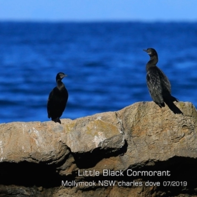 Phalacrocorax sulcirostris (Little Black Cormorant) at Mollymook, NSW - 30 Jul 2019 by CharlesDove