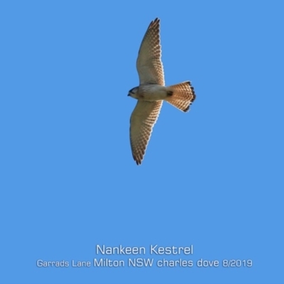 Falco cenchroides (Nankeen Kestrel) at Milton, NSW - 2 Aug 2019 by CharlesDove