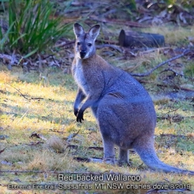 Notamacropus rufogriseus (Red-necked Wallaby) at Saint George, NSW - 1 Aug 2019 by CharlesDove