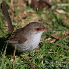 Malurus cyaneus (Superb Fairywren) at Coomee Nulunga Cultural Walking Track - 29 Jul 2019 by CharlesDove