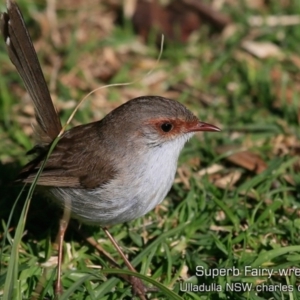 Malurus cyaneus at Ulladulla - Warden Head Bushcare - 30 Jul 2019