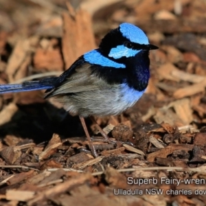 Malurus cyaneus at Ulladulla - Warden Head Bushcare - 30 Jul 2019