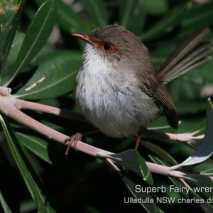 Malurus cyaneus at Ulladulla - Warden Head Bushcare - 30 Jul 2019