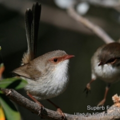 Malurus cyaneus at Ulladulla - Warden Head Bushcare - 30 Jul 2019