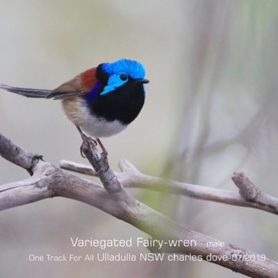 Malurus lamberti (Variegated Fairywren) at Ulladulla, NSW - 29 Jul 2019 by CharlesDove