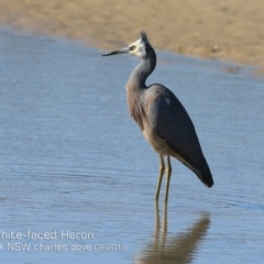 Egretta novaehollandiae (White-faced Heron) at Mollymook Beach, NSW - 3 Aug 2019 by Charles Dove