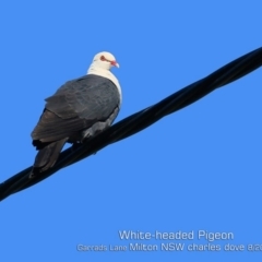 Columba leucomela (White-headed Pigeon) at Milton, NSW - 1 Aug 2019 by Charles Dove