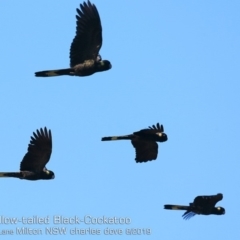 Zanda funerea (Yellow-tailed Black-Cockatoo) at Milton, NSW - 2 Aug 2019 by CharlesDove