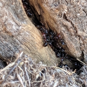 Papyrius nitidus at Strathnairn, ACT - 6 Aug 2019