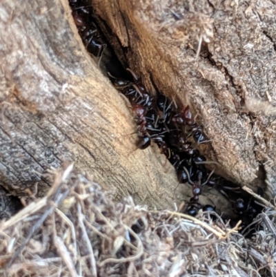 Papyrius nitidus (Shining Coconut Ant) at Woodstock Nature Reserve - 6 Aug 2019 by MattM