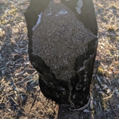 Papyrius nitidus at Strathnairn, ACT - suppressed