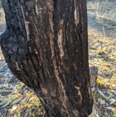 Papyrius nitidus at Strathnairn, ACT - suppressed