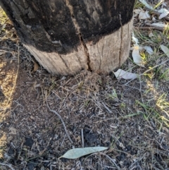 Papyrius nitidus at Strathnairn, ACT - 6 Aug 2019