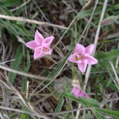 Convolvulus angustissimus subsp. angustissimus (Australian Bindweed) at Mulanggari Grasslands - 24 Oct 2018 by JanetRussell