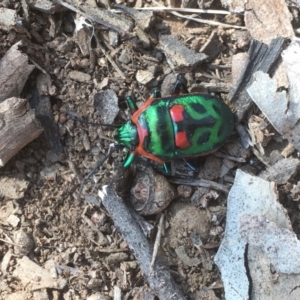 Scutiphora pedicellata at Griffith, ACT - 6 Aug 2019