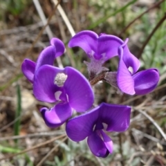 Swainsona sp. at Mulanggari Grasslands - 24 Oct 2018 by JanetRussell