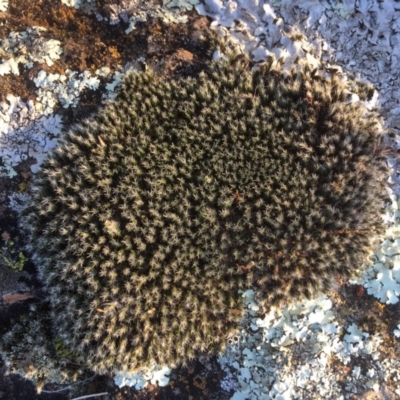 Grimmia sp. (A moss) at Griffith, ACT - 3 Aug 2019 by AlexKirk