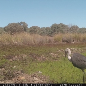 Ardea pacifica at Yass River, NSW - 29 Mar 2017