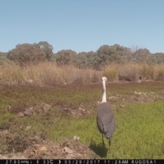 Ardea pacifica at Yass River, NSW - 29 Mar 2017