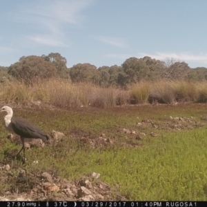 Ardea pacifica at Yass River, NSW - 29 Mar 2017